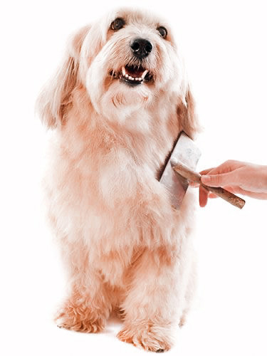 Dog grooming brush
